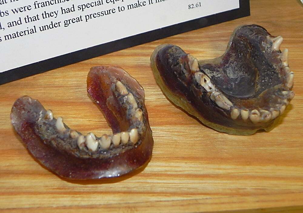 دندان های مصنوعی عجیبی در موزه کالیفرنیای شرقی در ایندیپندنس وجود دارند که از دندان های یک کایوت مرده و دسته مسواک ساخته شده اند.